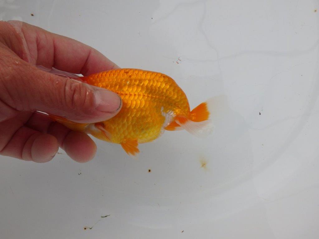 【浜松　松田氏】当歳らんちゅう　C　約12㎝  四ッ尾　二本舵　オス？