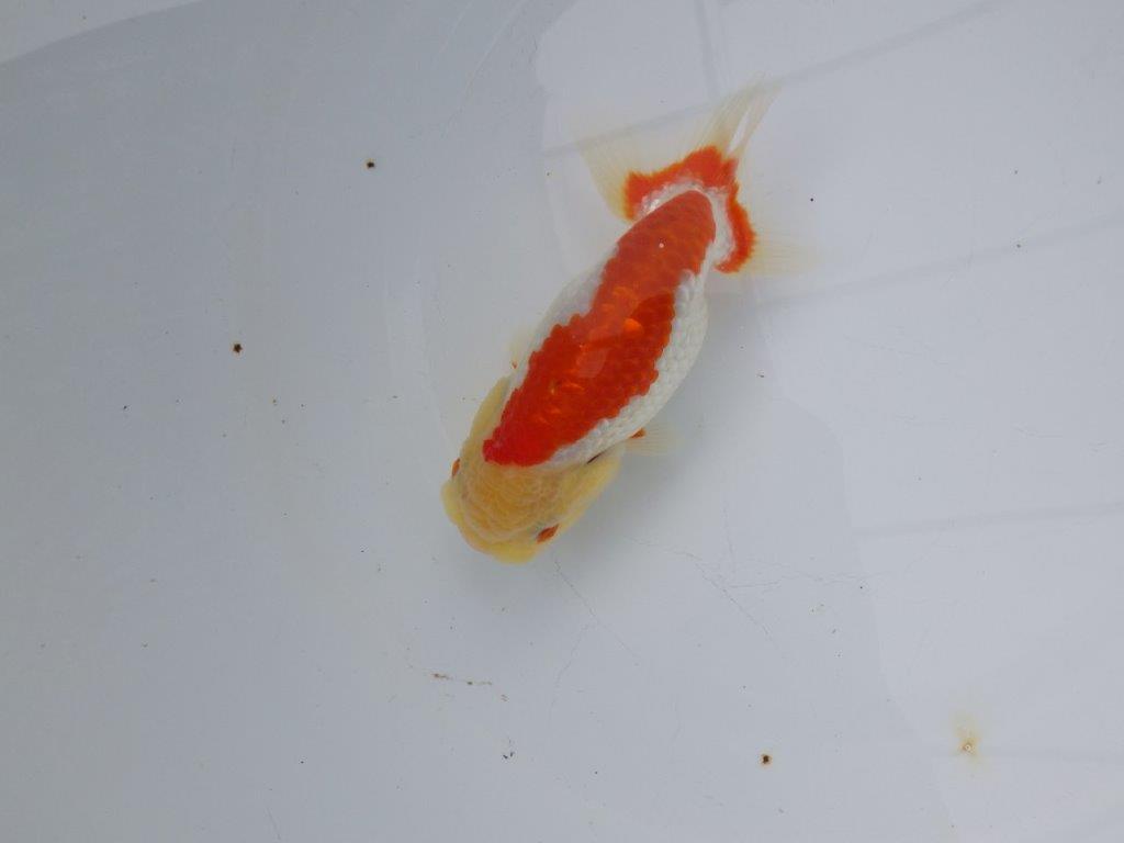 【浜松 松田氏】当歳らんちゅう D 約12㎝ 四ッ尾 二本舵 メス?