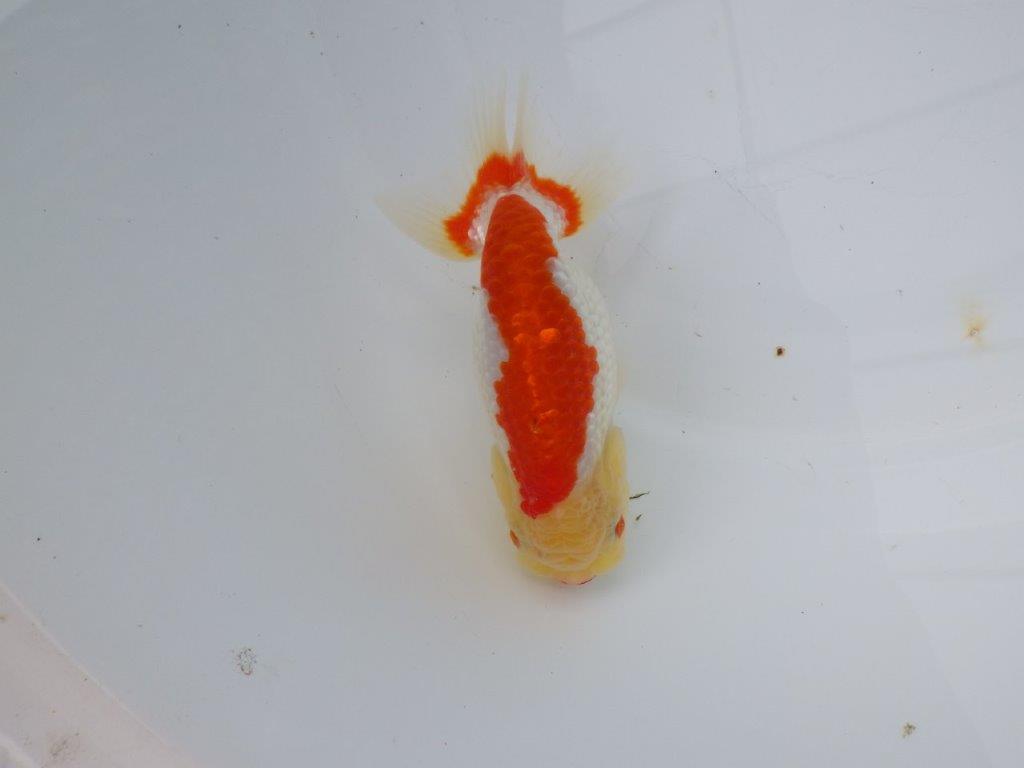 【浜松 松田氏】当歳らんちゅう D 約12㎝ 四ッ尾 二本舵 メス?