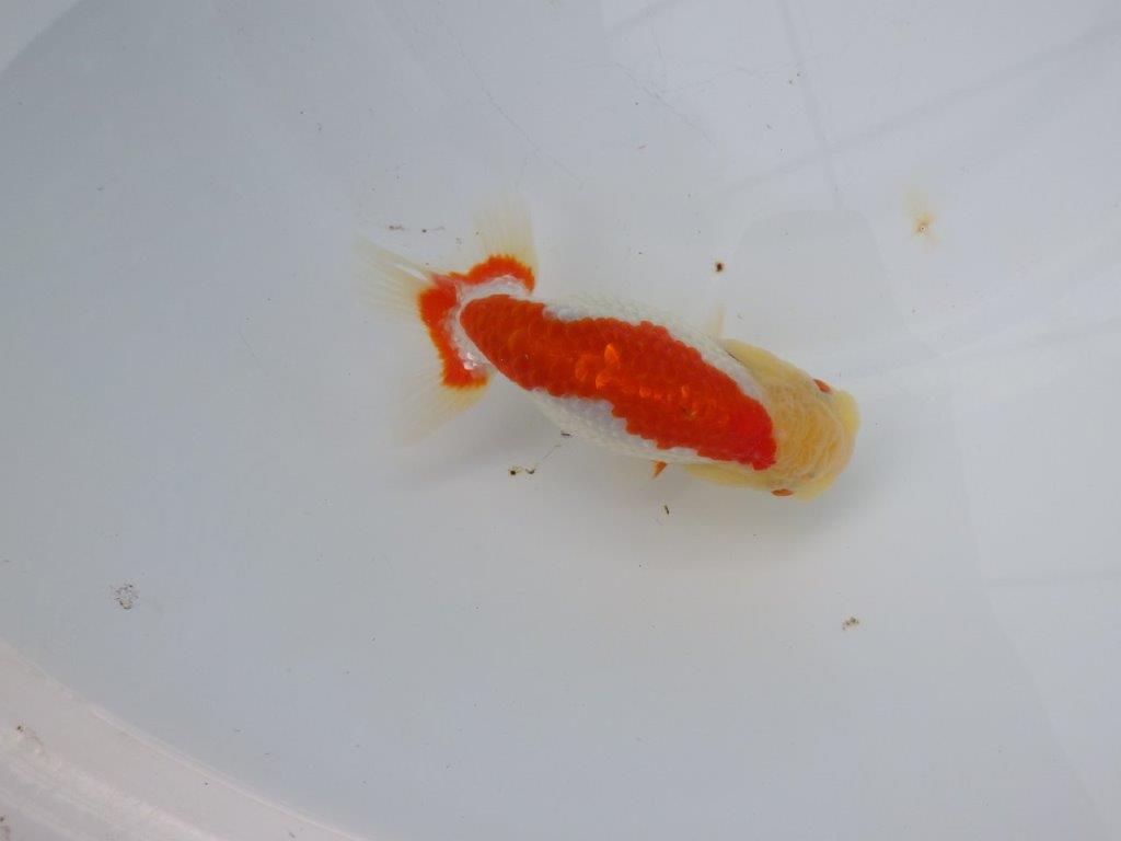 【浜松 松田氏】当歳らんちゅう D 約12㎝ 四ッ尾 二本舵 メス?