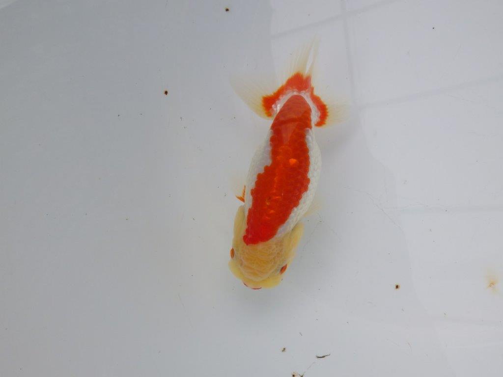 【浜松 松田氏】当歳らんちゅう D 約12㎝ 四ッ尾 二本舵 メス?