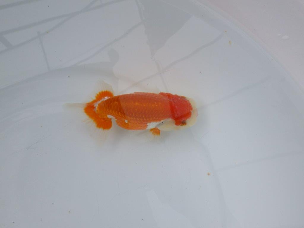 【浜松 松田氏】当歳らんちゅう E 約12㎝ 四ッ尾 二本舵 メス?