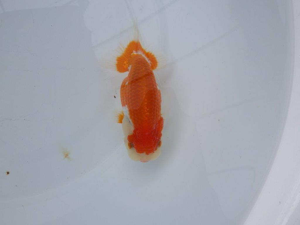 【浜松 松田氏】当歳らんちゅう E 約12㎝ 四ッ尾 二本舵 メス?