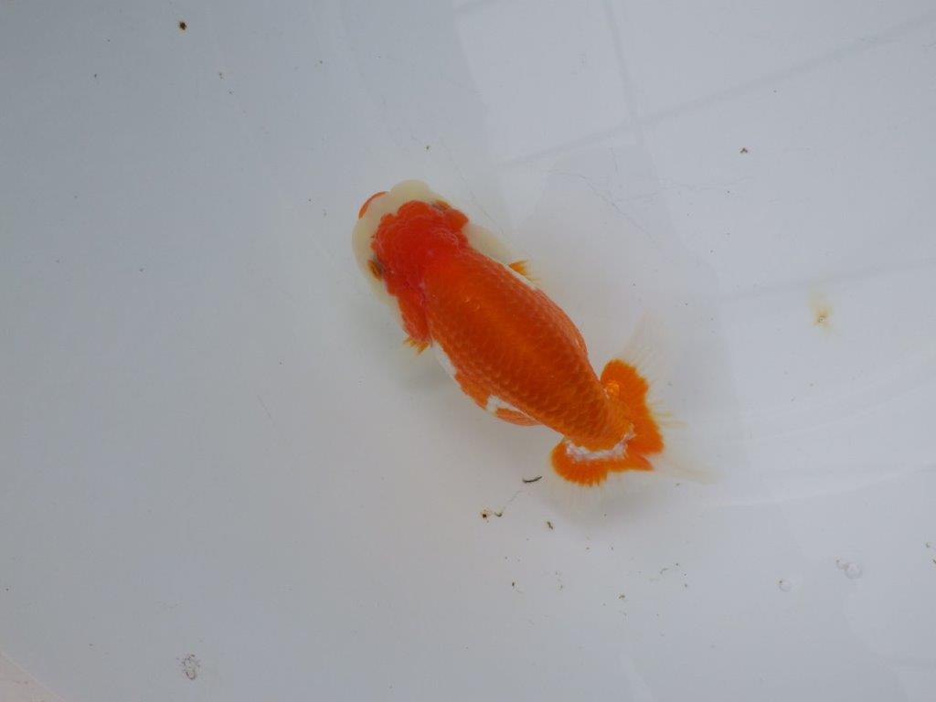 【浜松 松田氏】当歳らんちゅう E 約12㎝ 四ッ尾 二本舵 メス?