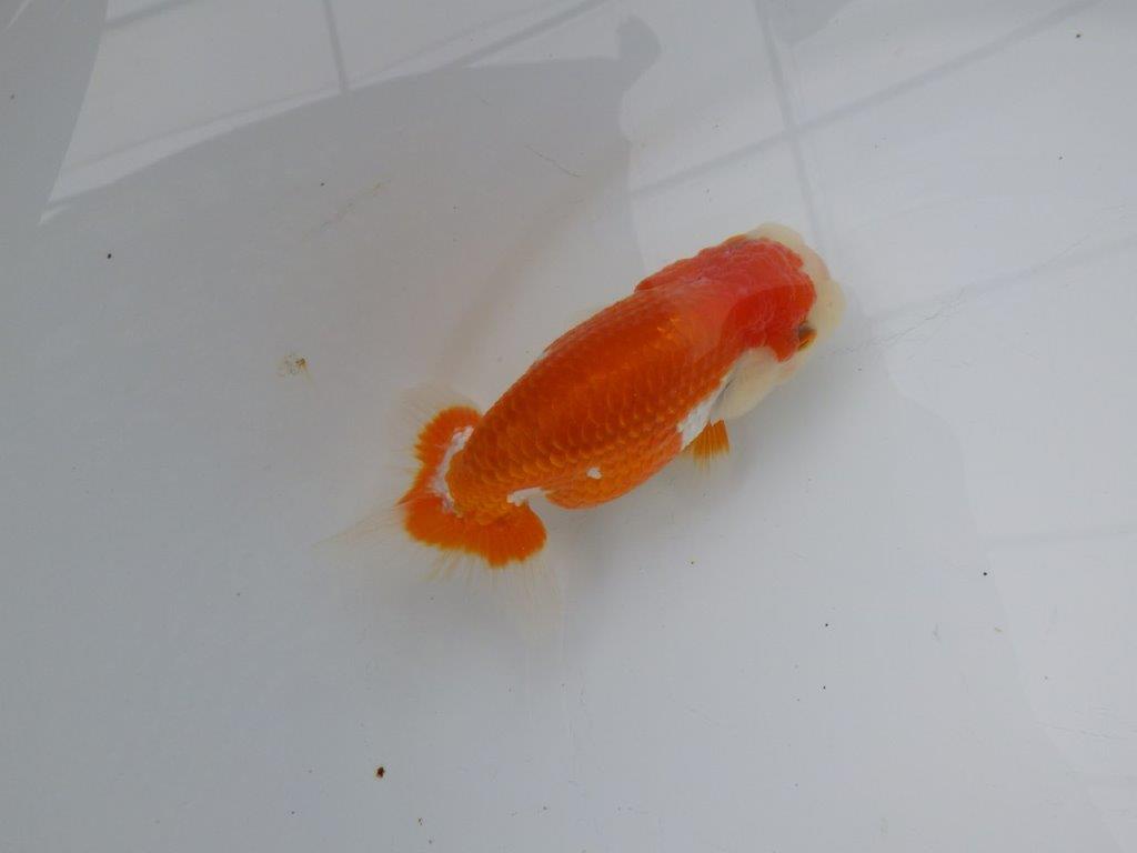 【浜松 松田氏】当歳らんちゅう E 約12㎝ 四ッ尾 二本舵 メス?