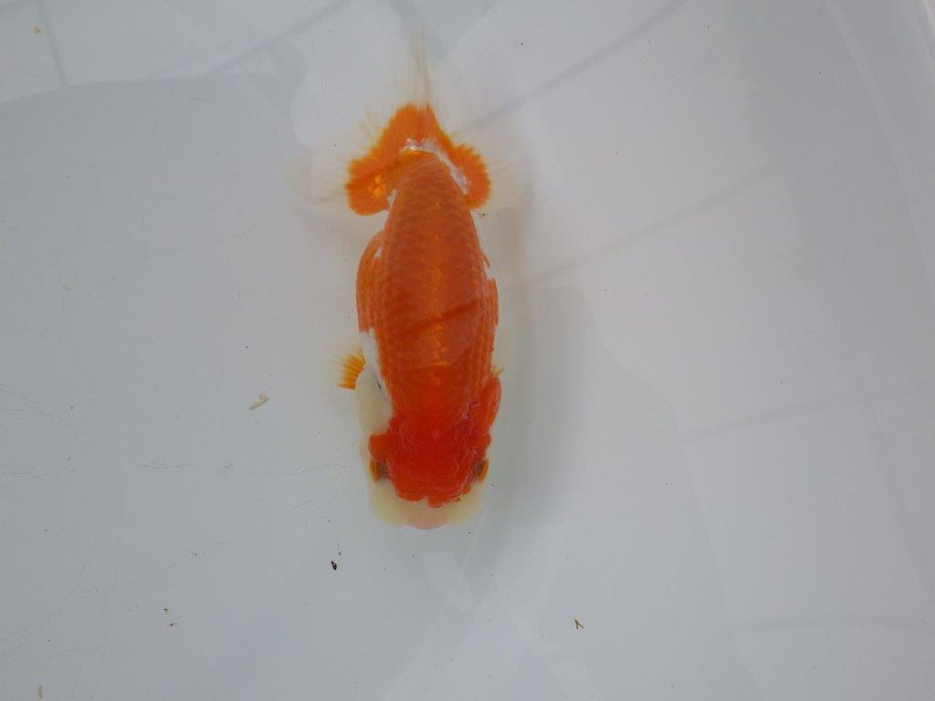 【浜松 松田氏】当歳らんちゅう E 約12㎝ 四ッ尾 二本舵 メス?