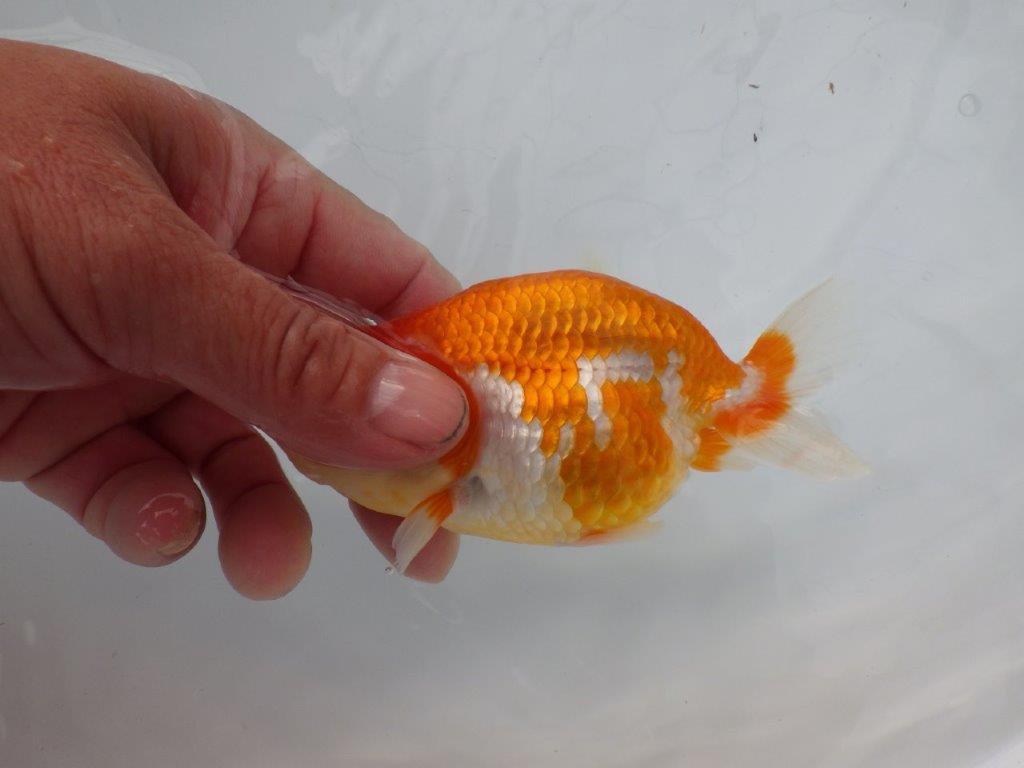 【浜松 松田氏】当歳らんちゅう E 約12㎝ 四ッ尾 二本舵 メス?