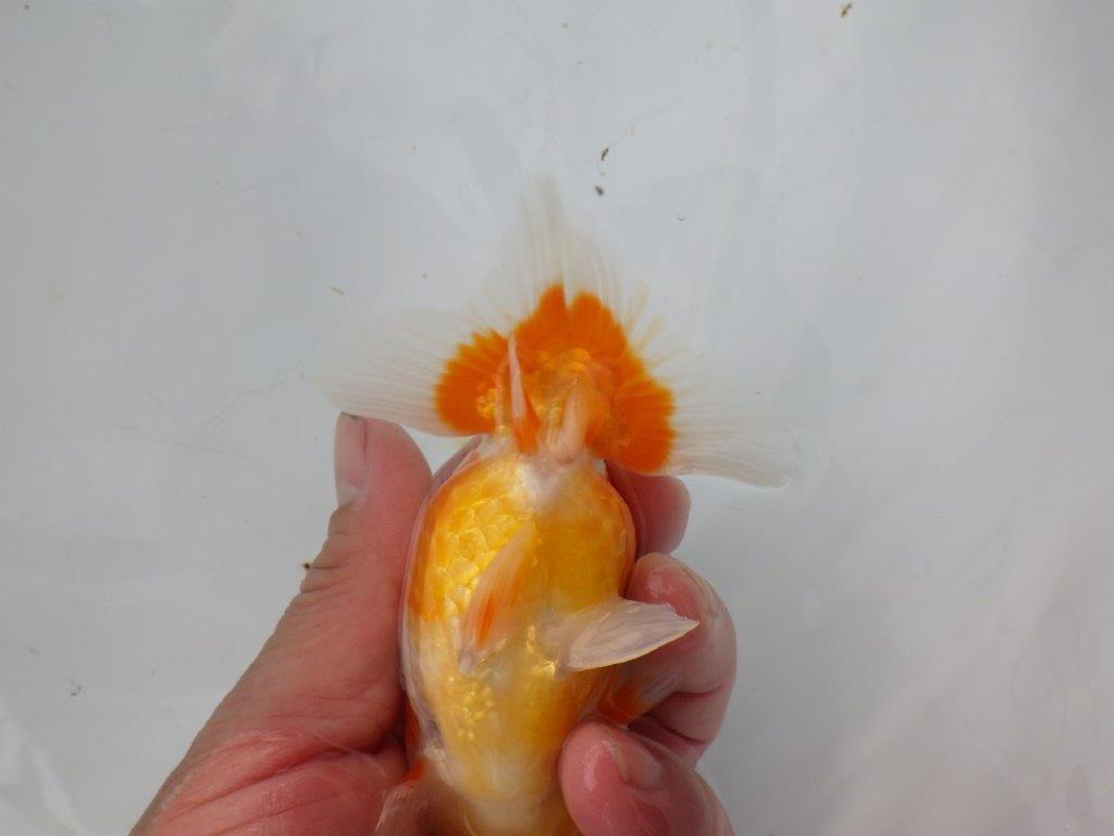 【浜松 松田氏】当歳らんちゅう E 約12㎝ 四ッ尾 二本舵 メス?