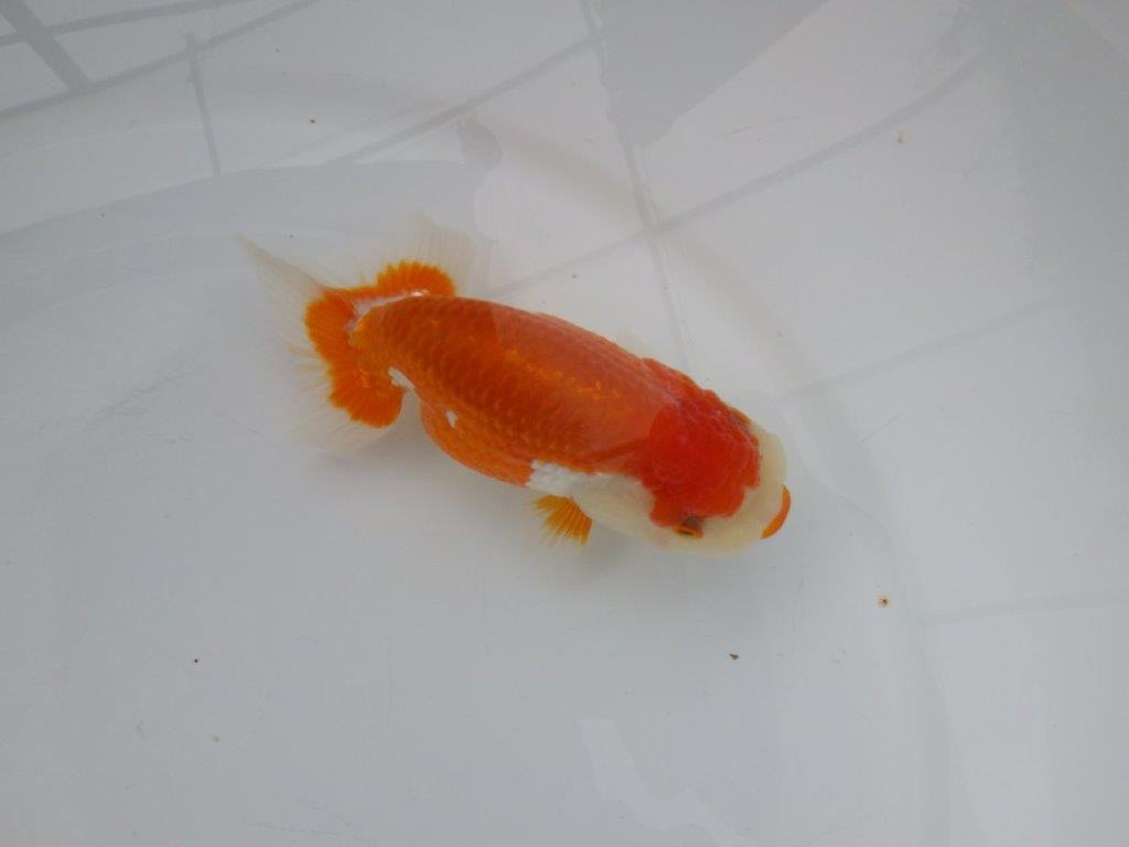 【浜松 松田氏】当歳らんちゅう E 約12㎝ 四ッ尾 二本舵 メス?