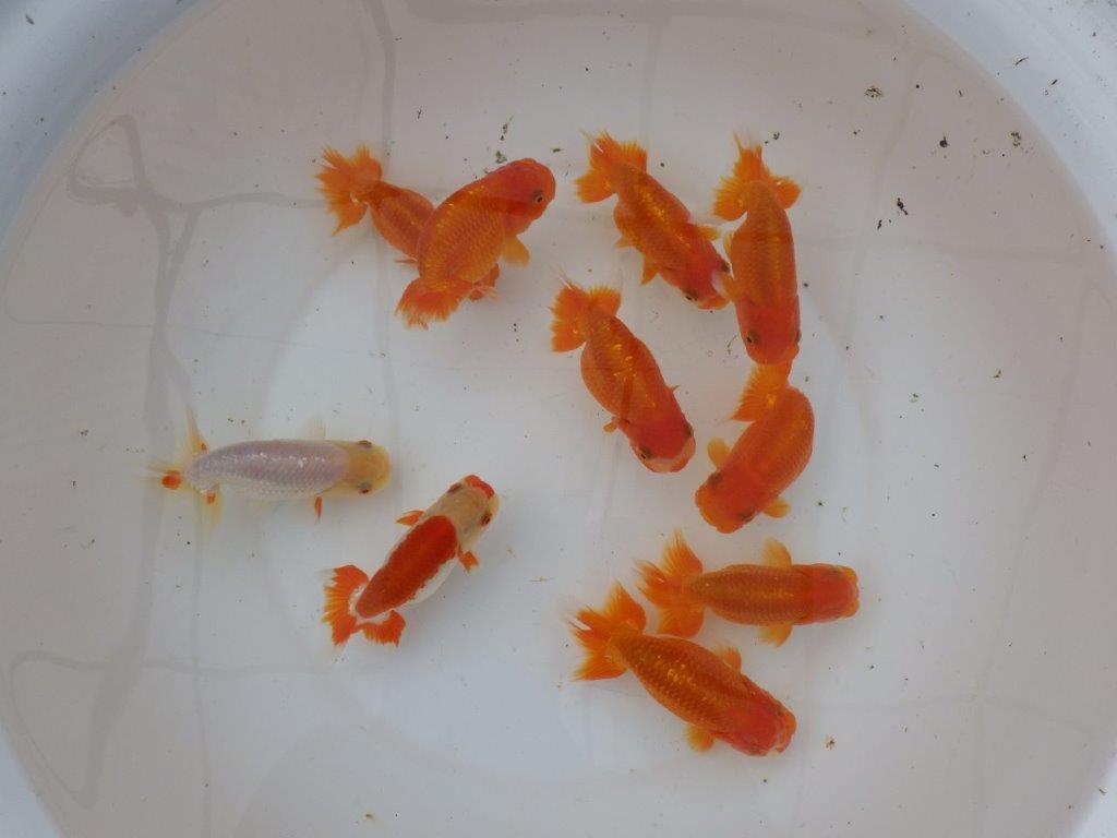 【愛知 小早川義幸氏】当歳らんちゅう オス・メスペア 限定3セット 約11㎝ ~