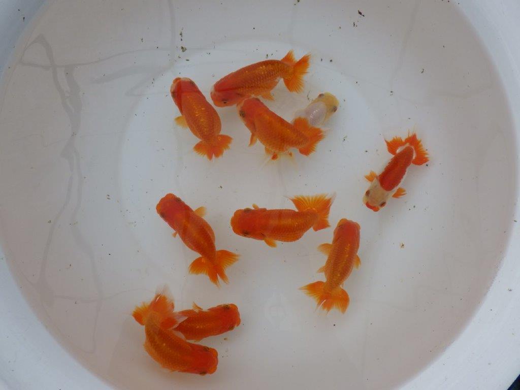 【愛知 小早川義幸氏】当歳らんちゅう オス・メスペア 限定3セット 約11㎝ ~