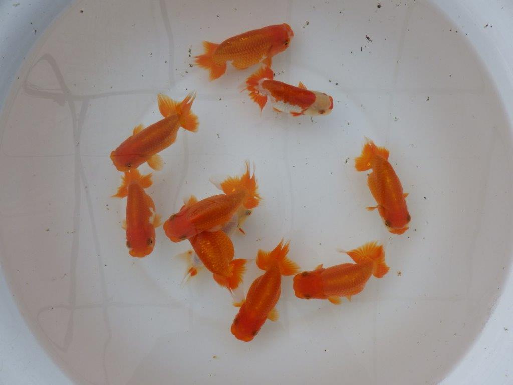 【愛知 小早川義幸氏】当歳らんちゅう オス・メスペア 限定3セット 約11㎝ ~