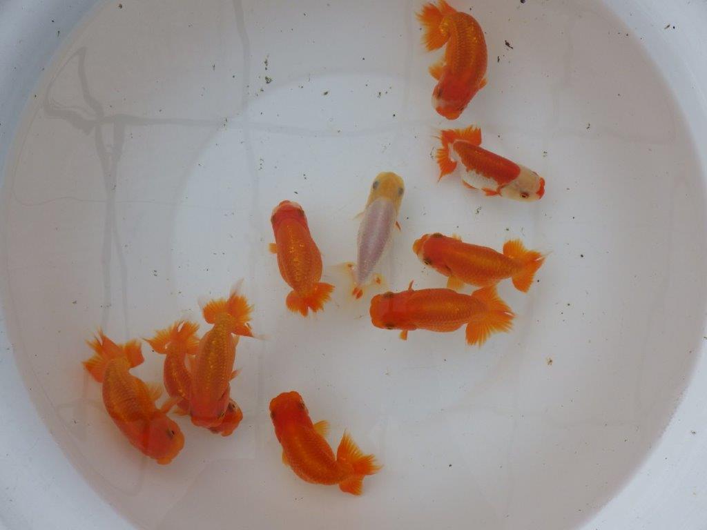 【愛知 小早川義幸氏】当歳らんちゅう オス・メスペア 限定3セット 約11㎝ ~