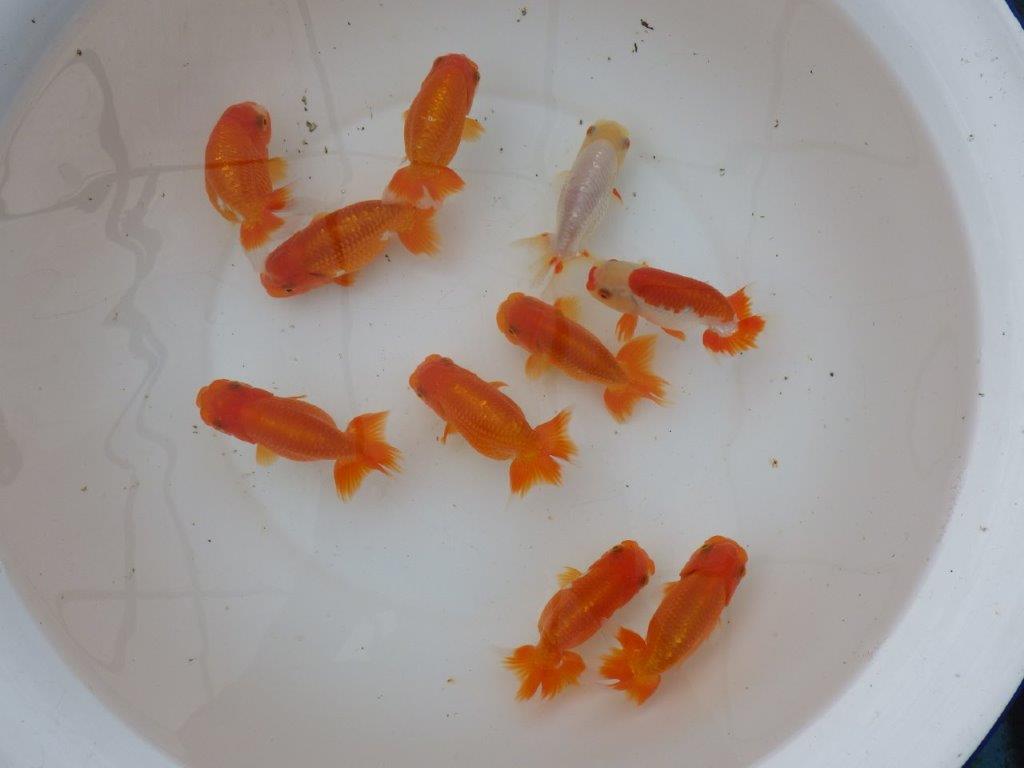 【愛知 小早川義幸氏】当歳らんちゅう オス・メスペア 限定3セット 約11㎝ ~