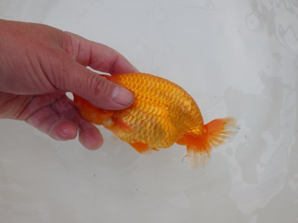 【 愛知超優良系統様】飼い込みお勧め!当歳らんちゅう 四ッ尾 二本舵 約15㎝