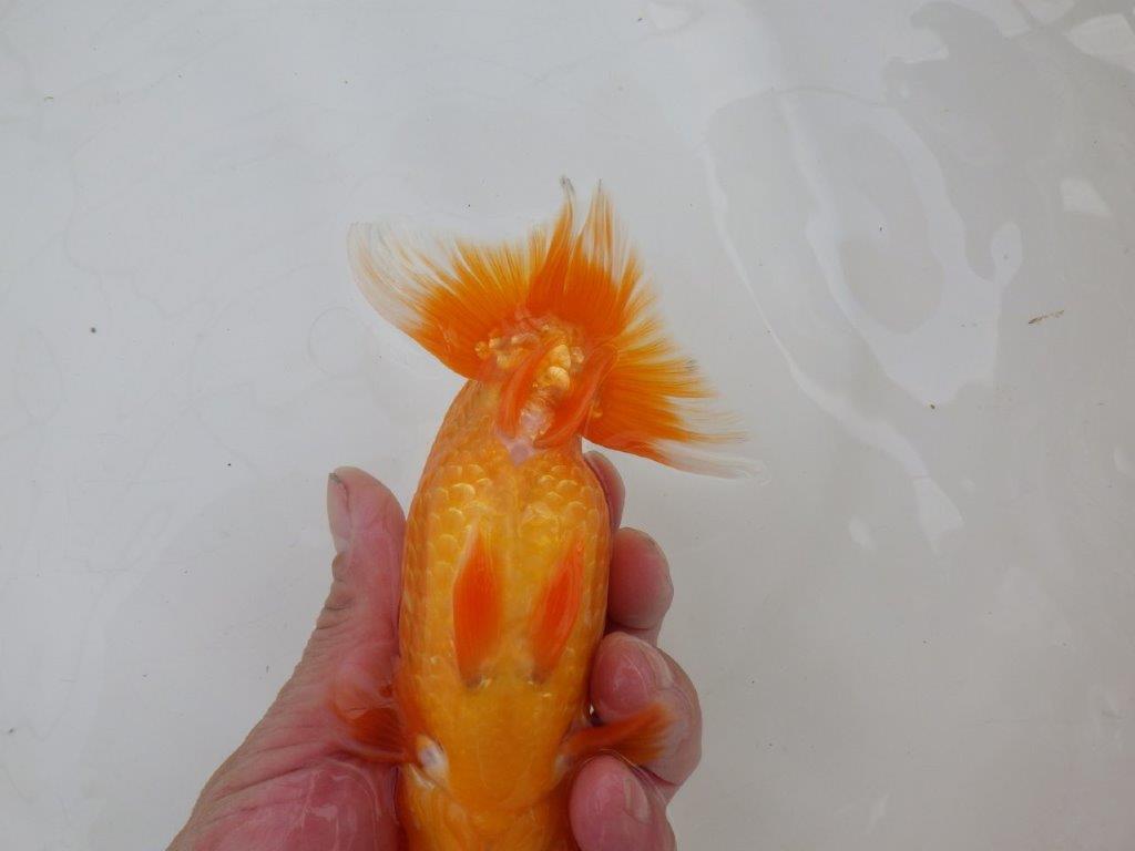 【 愛知超優良系統様】飼い込みお勧め!当歳らんちゅう 四ッ尾 二本舵 約15㎝