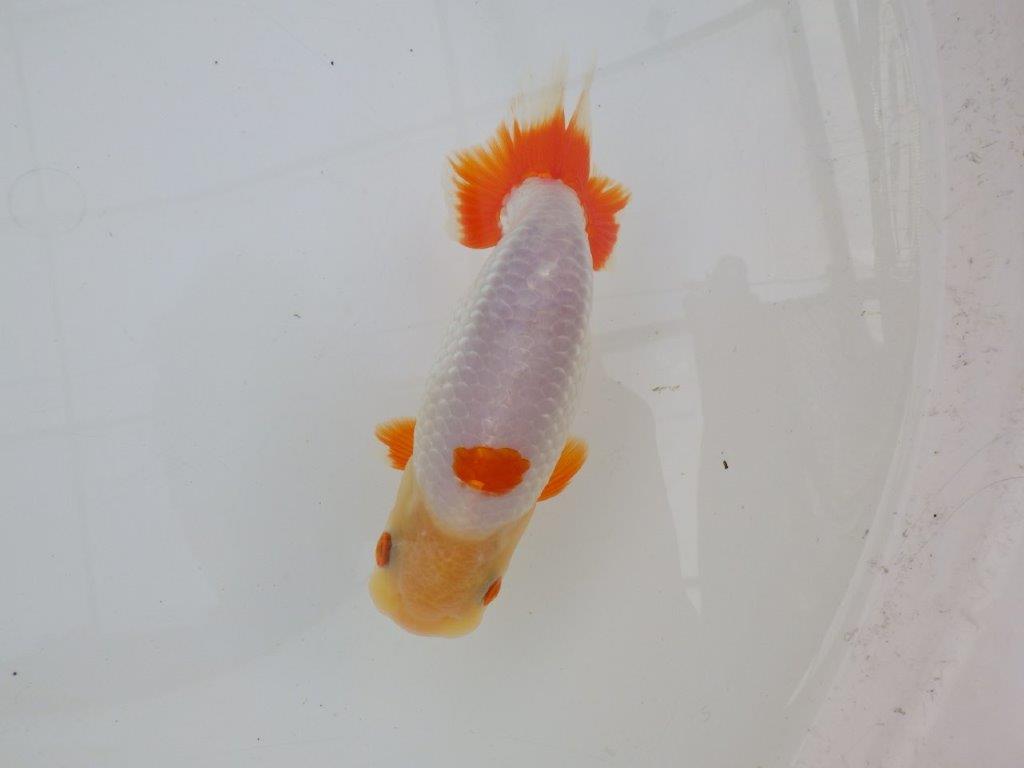 【 愛知超優良系統様】インパクトのある更紗 当歳らんちゅう 四ッ尾 二本舵 約14,5㎝ オス?