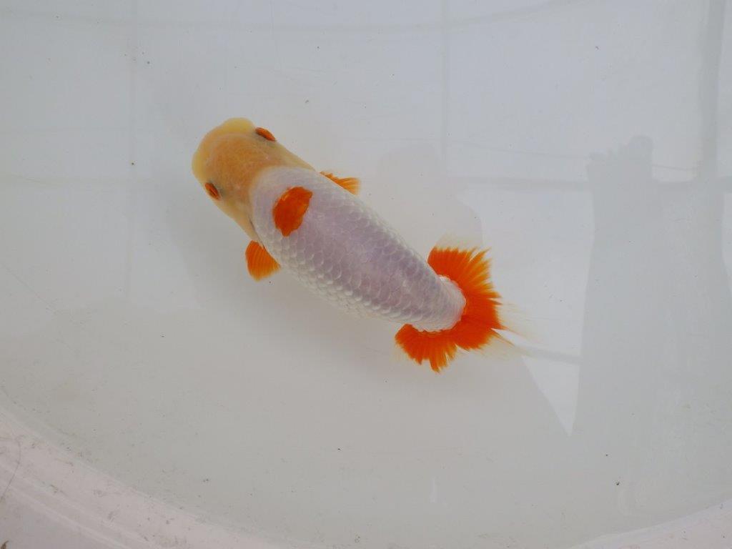 【 愛知超優良系統様】インパクトのある更紗 当歳らんちゅう 四ッ尾 二本舵 約14,5㎝ オス?