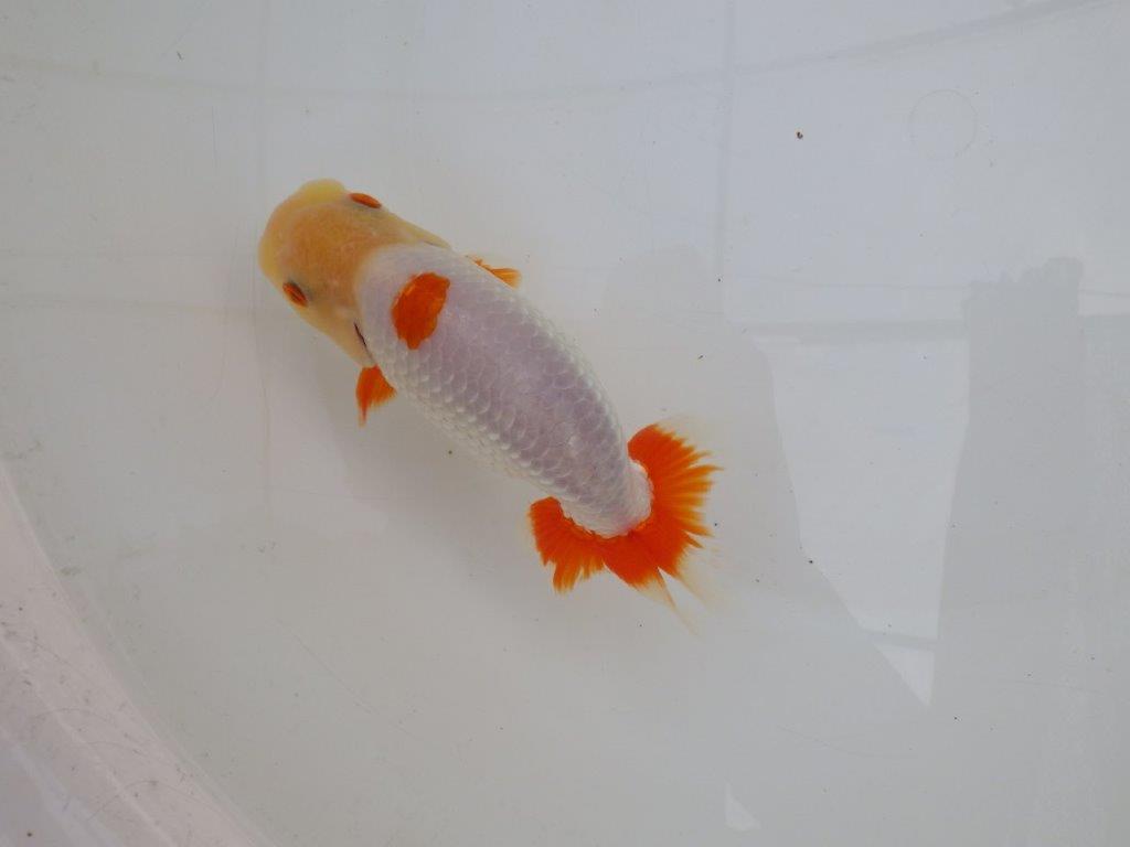 【 愛知超優良系統様】インパクトのある更紗 当歳らんちゅう 四ッ尾 二本舵 約14,5㎝ オス?