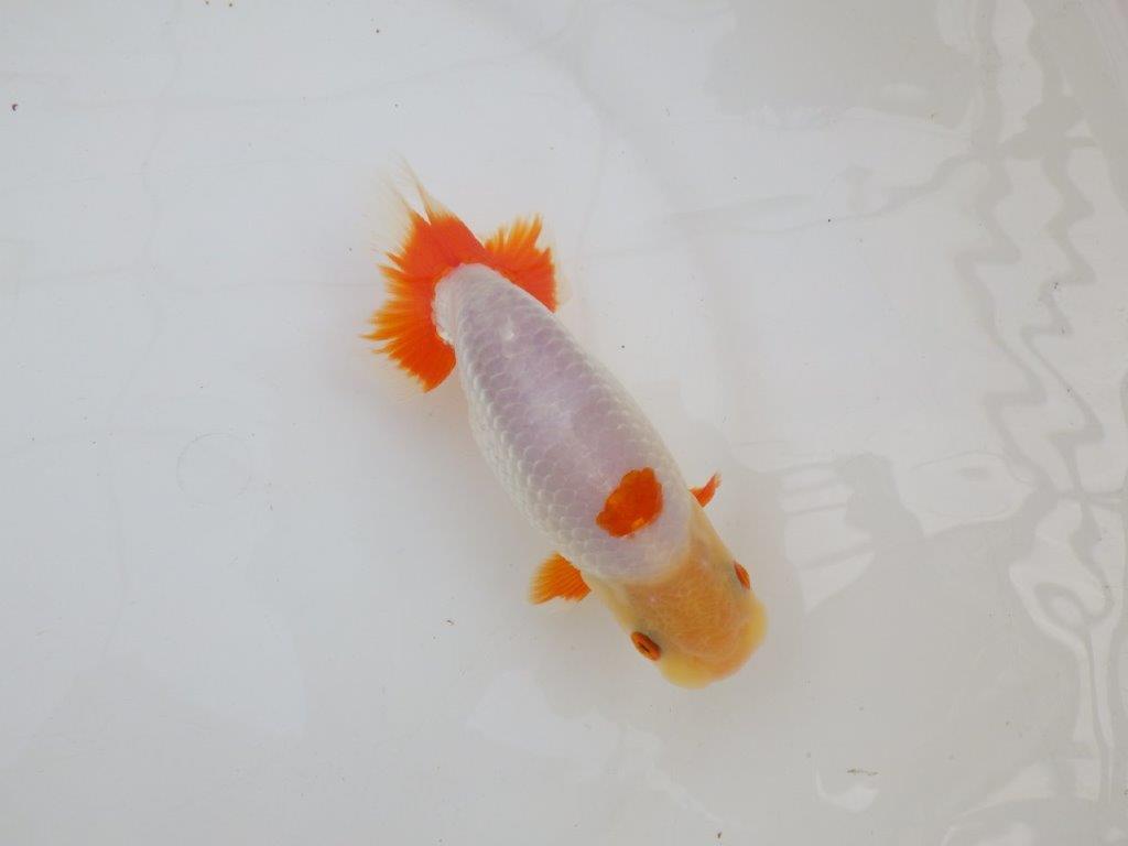 【 愛知超優良系統様】インパクトのある更紗 当歳らんちゅう 四ッ尾 二本舵 約14,5㎝ オス?