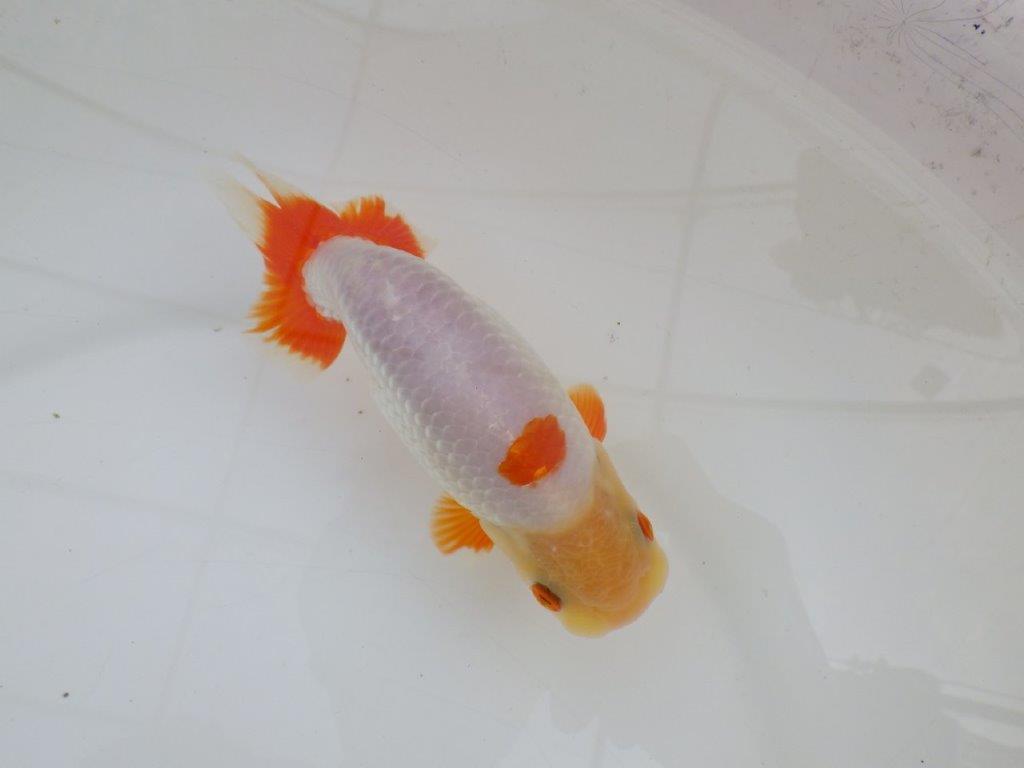 【 愛知超優良系統様】インパクトのある更紗 当歳らんちゅう 四ッ尾 二本舵 約14,5㎝ オス?