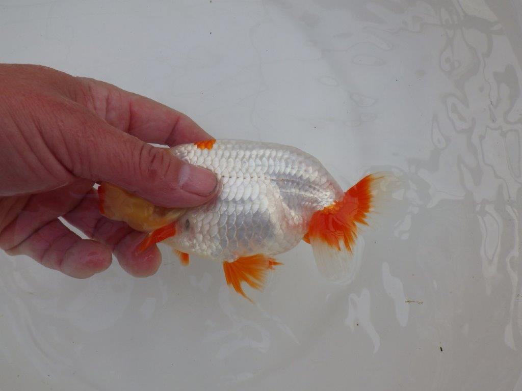 【 愛知超優良系統様】インパクトのある更紗 当歳らんちゅう 四ッ尾 二本舵 約14,5㎝ オス?