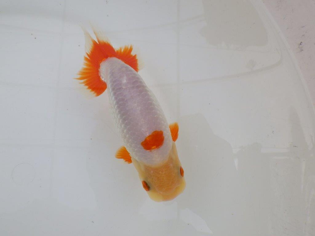 【 愛知超優良系統様】インパクトのある更紗　当歳らんちゅう　四ッ尾　二本舵　約14,5㎝  オス？の上身