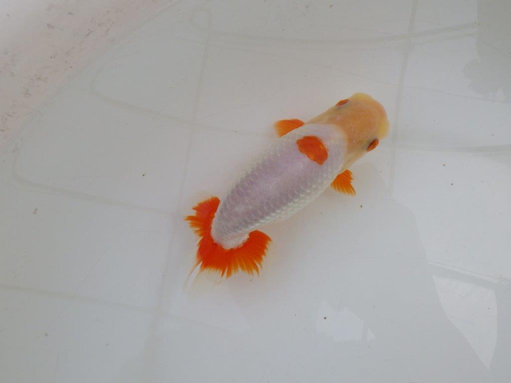 【 愛知超優良系統様】インパクトのある更紗 当歳らんちゅう 四ッ尾 二本舵 約14,5㎝ オス?