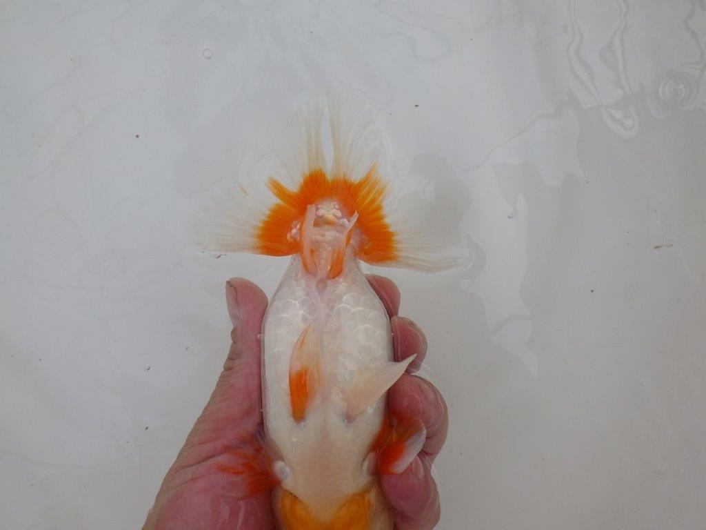 【 愛知超優良系統様】インパクトのある更紗 当歳らんちゅう 四ッ尾 二本舵 約14,5㎝ オス?