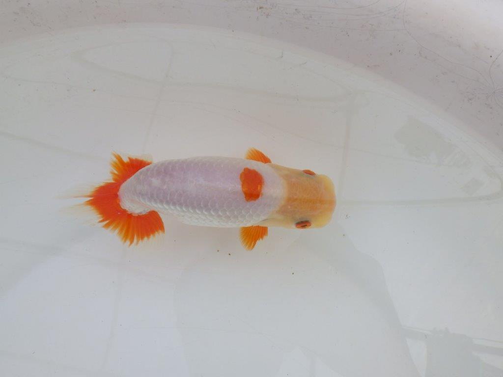 【 愛知超優良系統様】インパクトのある更紗 当歳らんちゅう 四ッ尾 二本舵 約14,5㎝ オス?