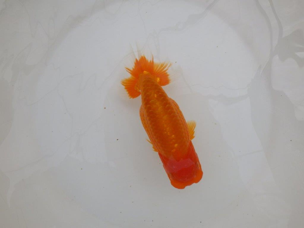 【 愛知超優良系統様】背も綺麗で大きめサイズ　当歳らんちゅう　四ッ尾　二本舵　約16㎝  オス？の上身