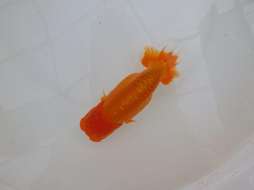 【 愛知超優良系統様】背も綺麗で大きめサイズ　当歳らんちゅう　四ッ尾　二本舵　約16㎝  オス？