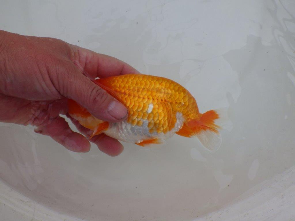 【 愛知超優良系統様】背も綺麗で大きめサイズ　当歳らんちゅう　四ッ尾　二本舵　約16㎝  オス？