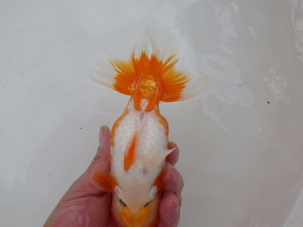 【 愛知超優良系統様】背も綺麗で大きめサイズ　当歳らんちゅう　四ッ尾　二本舵　約16㎝  オス？