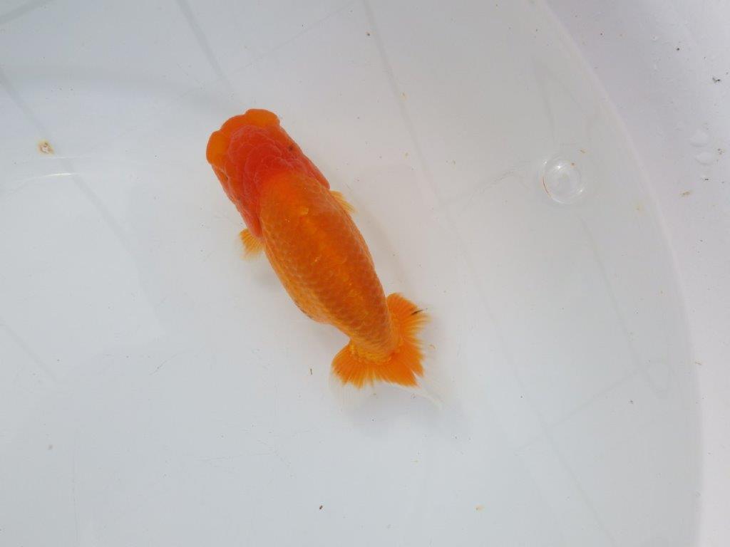 【 愛知超優良系統様】三重らんちゅう会入賞魚 当歳らんちゅう 四ッ尾 二本舵 約14㎝ メス?