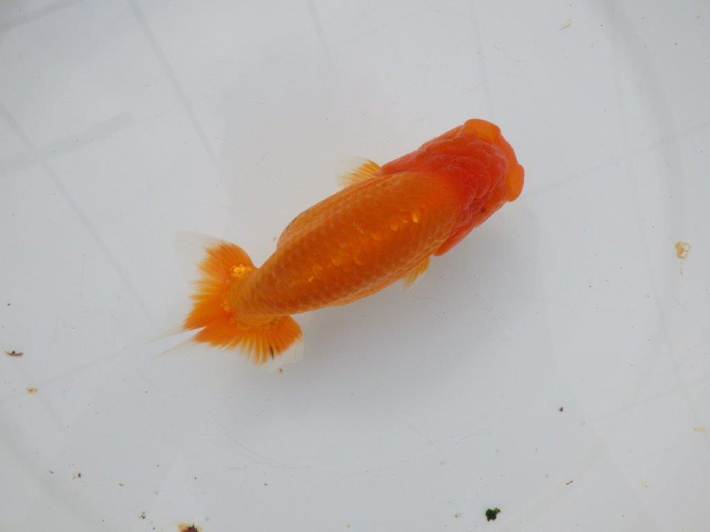 【 愛知超優良系統様】三重らんちゅう会入賞魚 当歳らんちゅう 四ッ尾 二本舵 約14㎝ メス?