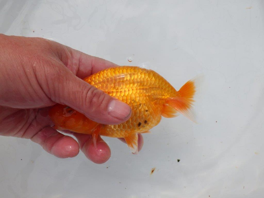 【 愛知超優良系統様】三重らんちゅう会入賞魚 当歳らんちゅう 四ッ尾 二本舵 約14㎝ メス?