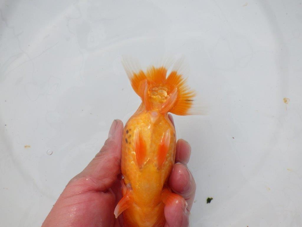 【 愛知超優良系統様】三重らんちゅう会入賞魚 当歳らんちゅう 四ッ尾 二本舵 約14㎝ メス?