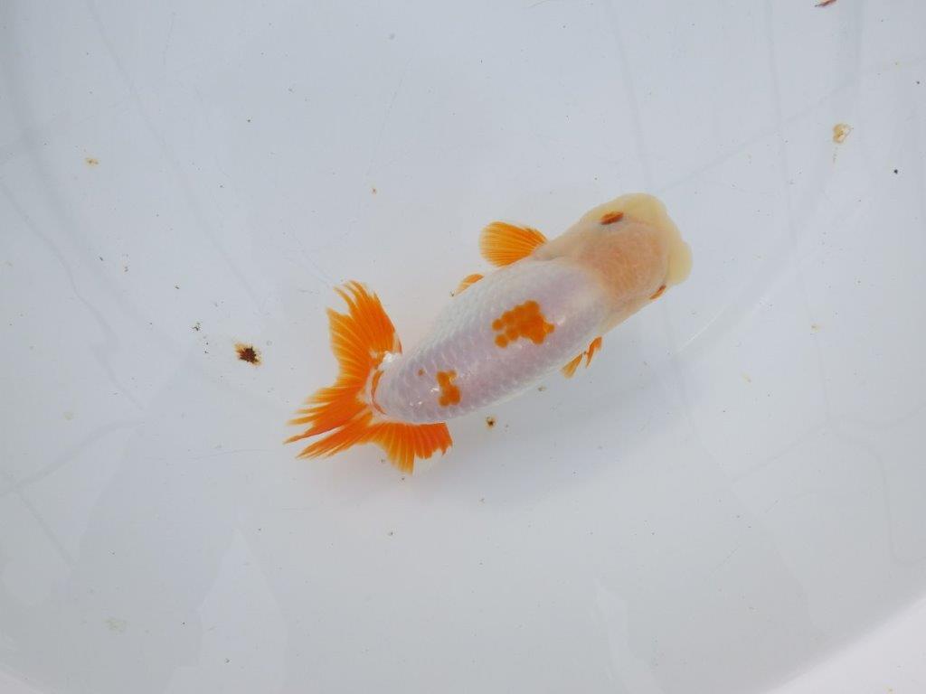 【 愛知超優良系統様】豊橋優遊会入賞魚A　当歳らんちゅう　四ッ尾　二本舵　約14,5㎝  オス？の上身