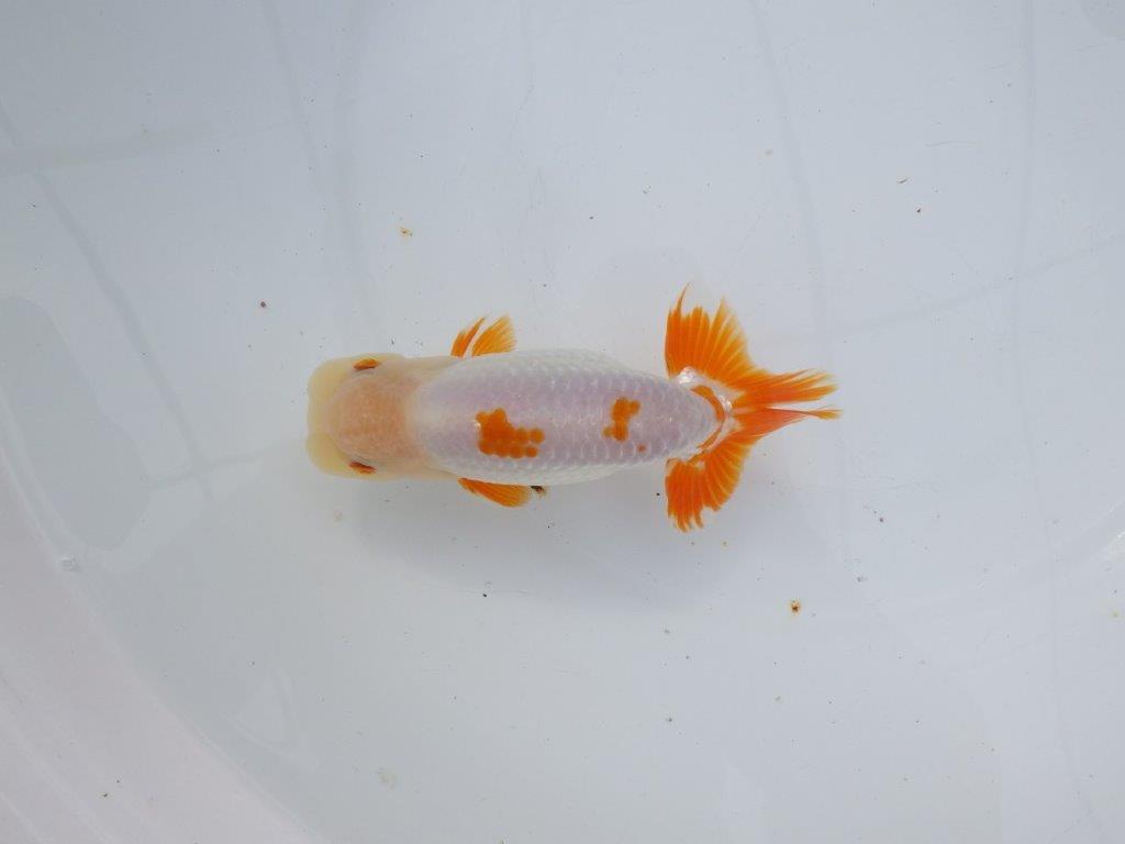 【 愛知超優良系統様】豊橋優遊会入賞魚A　当歳らんちゅう　四ッ尾　二本舵　約14,5㎝  オス？