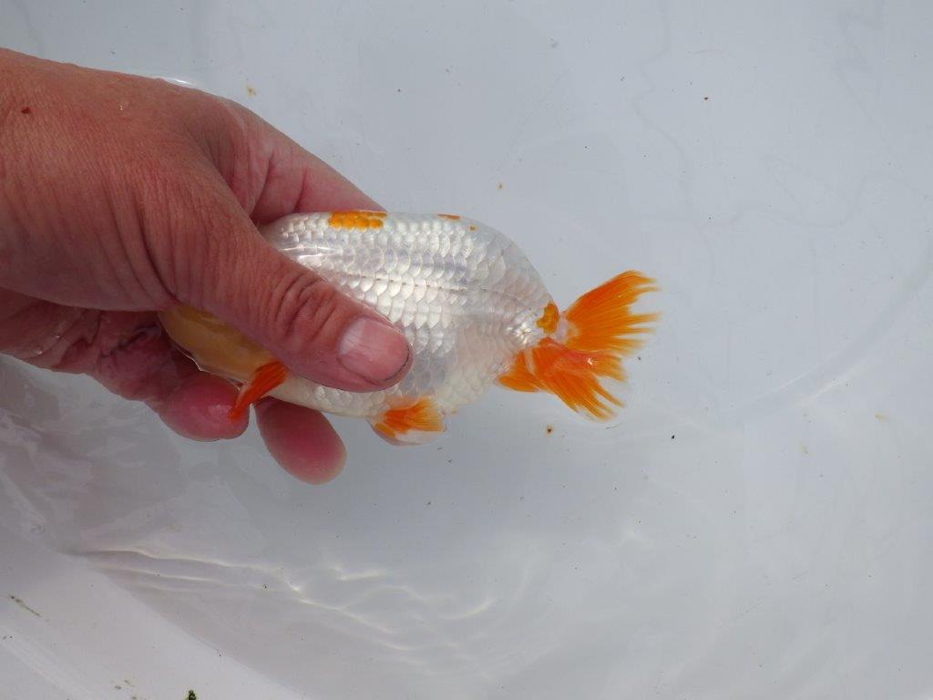 【 愛知超優良系統様】豊橋優遊会入賞魚A　当歳らんちゅう　四ッ尾　二本舵　約14,5㎝  オス？