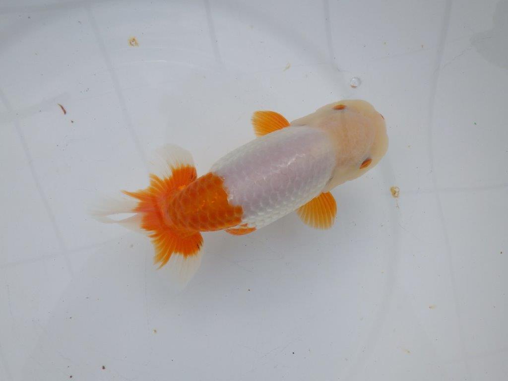 【 愛知超優良系統様】豊橋優遊会入賞魚B　当歳らんちゅう　四ッ尾　二本舵　約15㎝  メス？