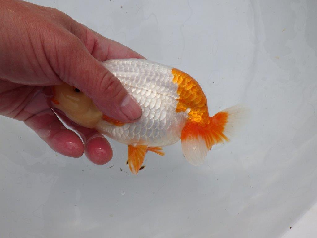 【 愛知超優良系統様】豊橋優遊会入賞魚B　当歳らんちゅう　四ッ尾　二本舵　約15㎝  メス？