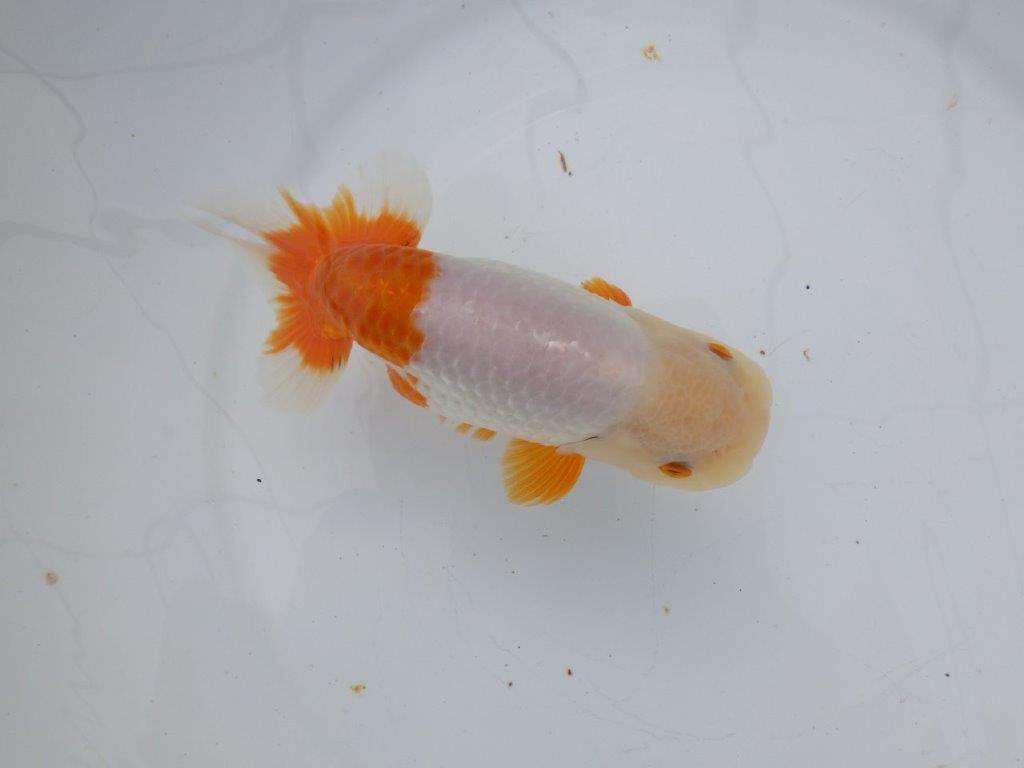 【 愛知超優良系統様】豊橋優遊会入賞魚B　当歳らんちゅう　四ッ尾　二本舵　約15㎝  メス？の上身