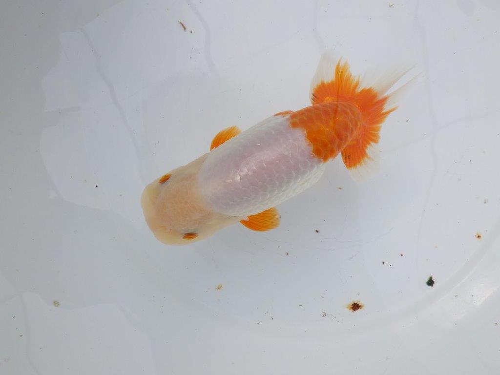 【 愛知超優良系統様】豊橋優遊会入賞魚B　当歳らんちゅう　四ッ尾　二本舵　約15㎝  メス？