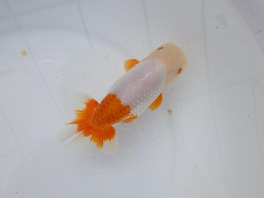 【 愛知超優良系統様】豊橋優遊会入賞魚B　当歳らんちゅう　四ッ尾　二本舵　約15㎝  メス？