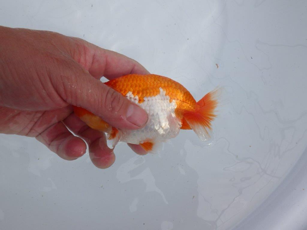 【 上位入賞独占ブリーダー】今期最終入荷 当歳らんちゅう 東大関系統 約13㎝ オス?