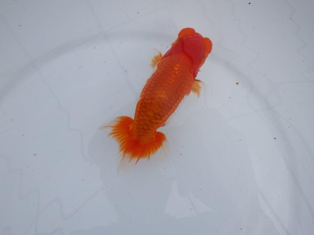 【 上位入賞独占ブリーダー】今期最終入荷 当歳らんちゅう 東大関系統 約13㎝ オス?