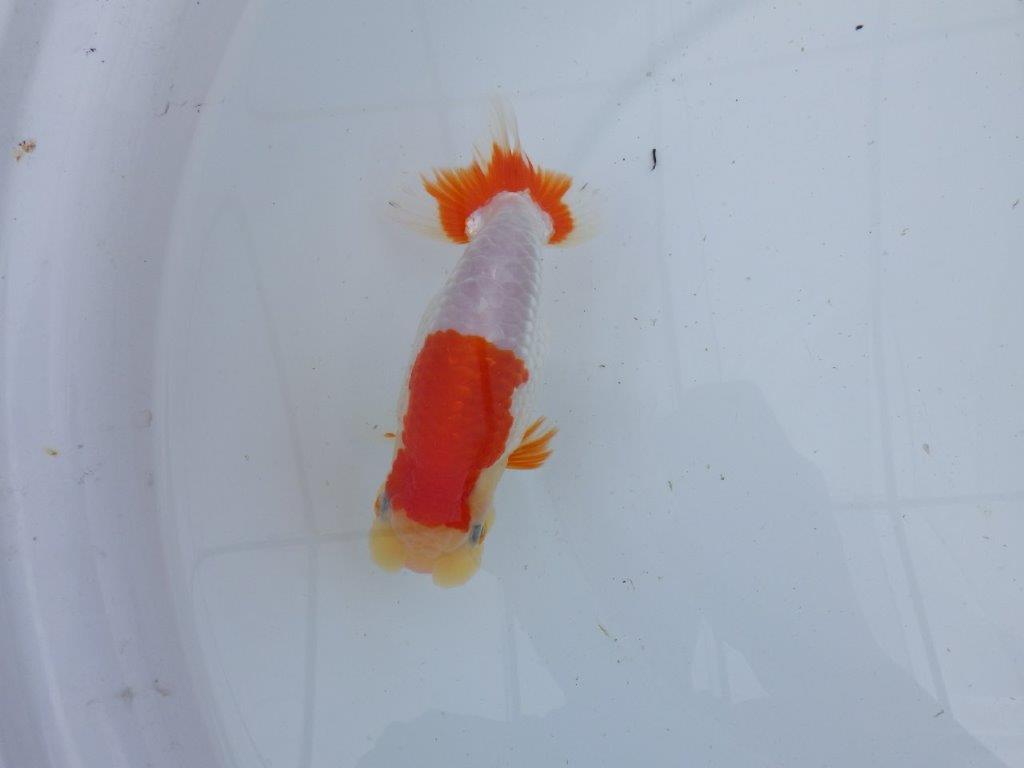 【 上位入賞独占ブリーダー】フンタン&綺麗な更紗 当歳らんちゅう 東大関系統 約15㎝ メス?