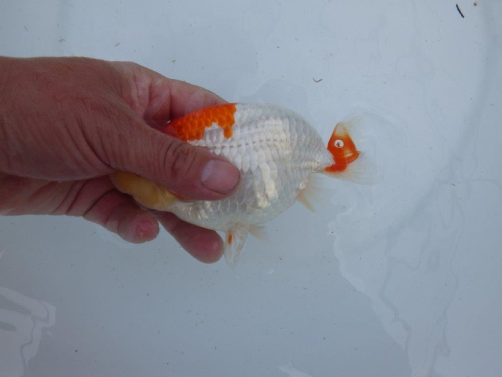 【 上位入賞独占ブリーダー】フンタン&綺麗な更紗 当歳らんちゅう 東大関系統 約15㎝ メス?